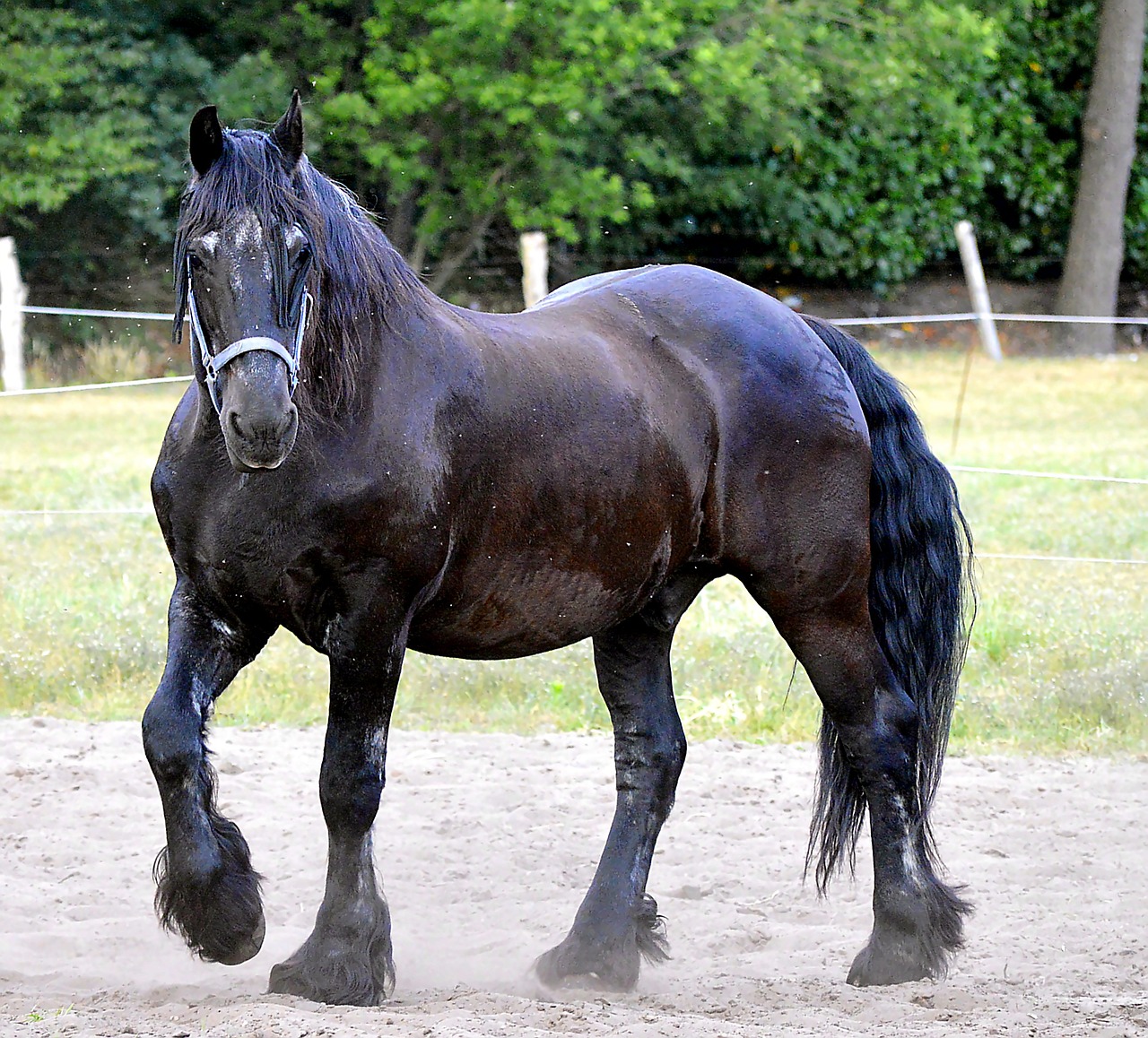 fries horse stallion horse free photo