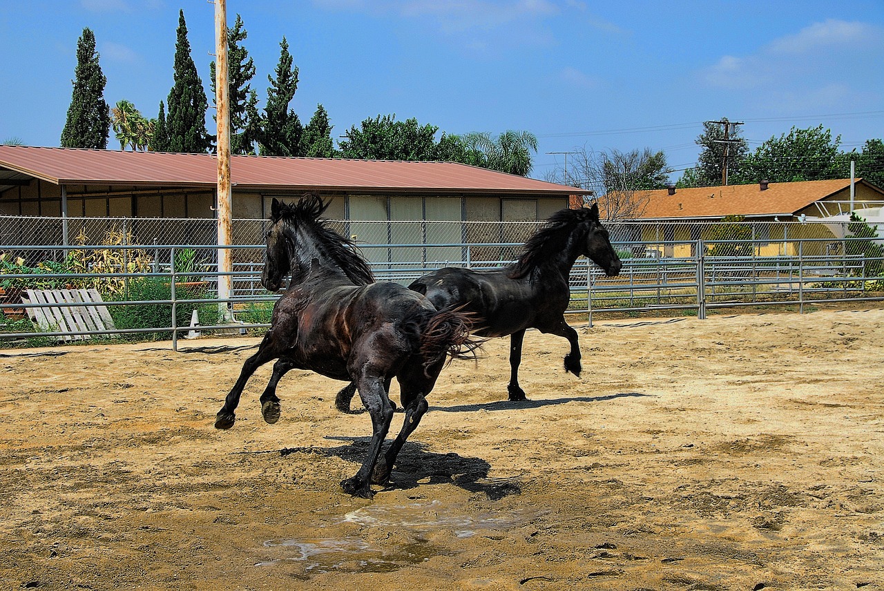 horses friesian black fur free photo