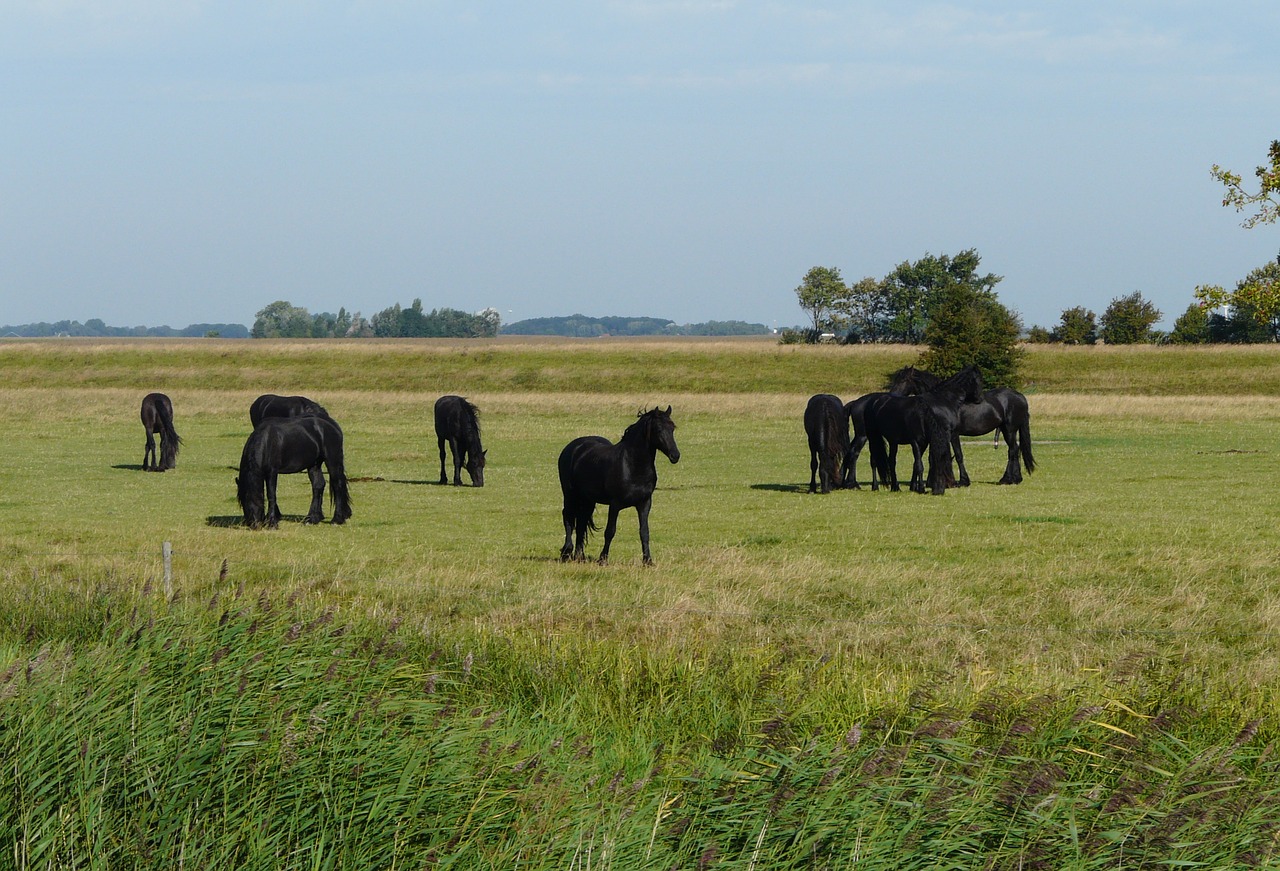 friesland horses nature free photo