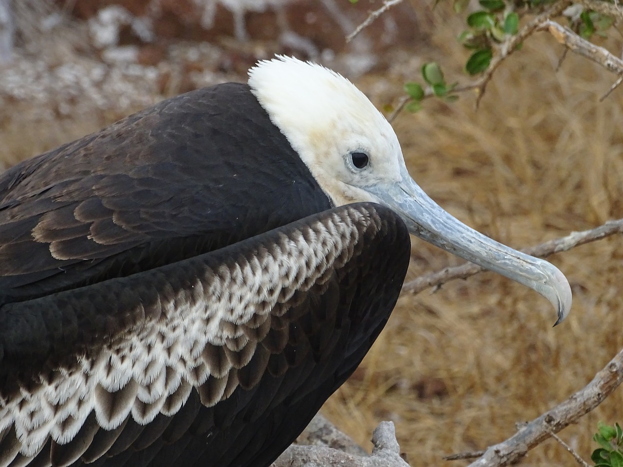 frigate bird  galapagos island  ecuador free photo