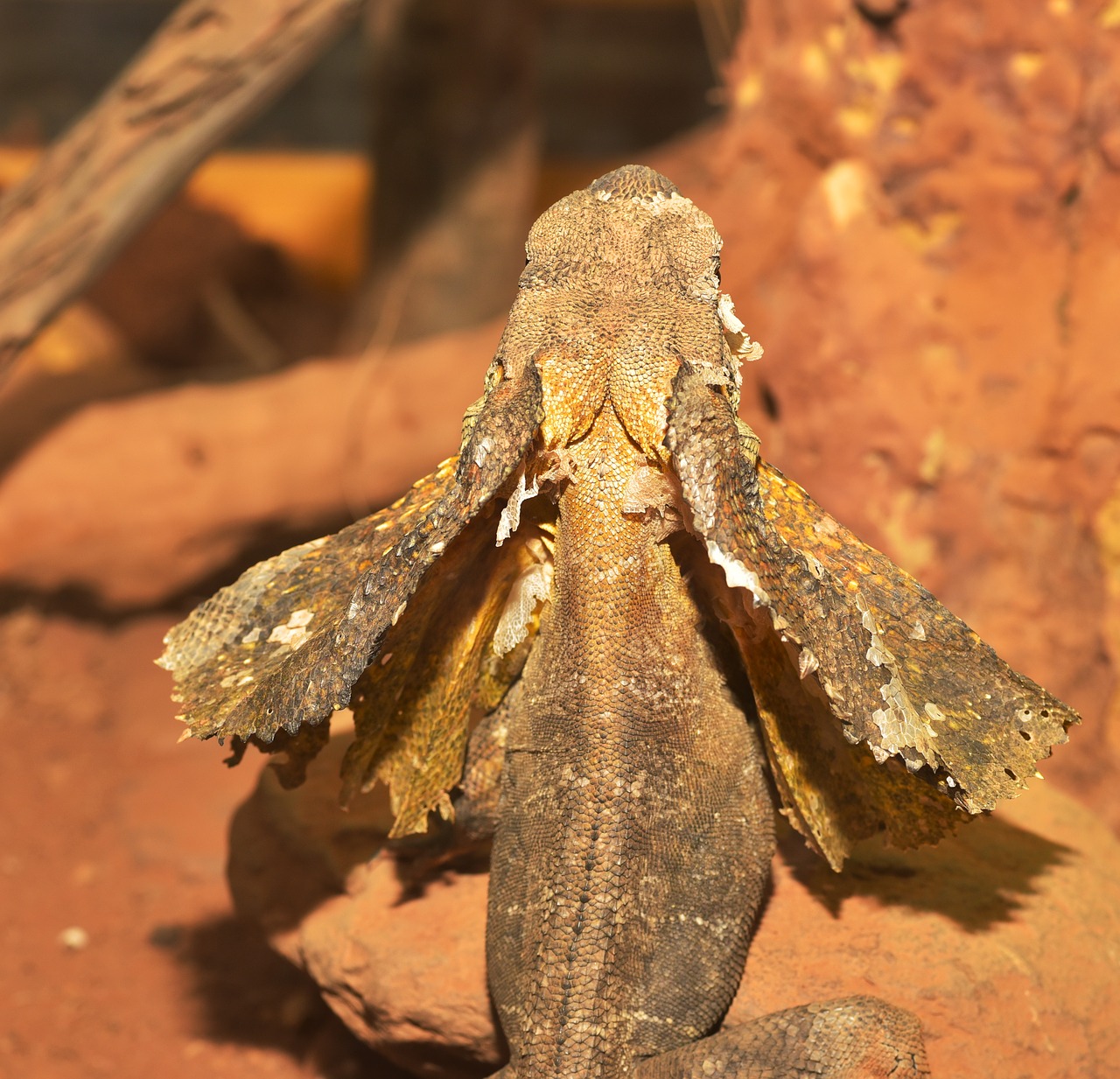 frill necked lizard iguana-like terrarium free photo