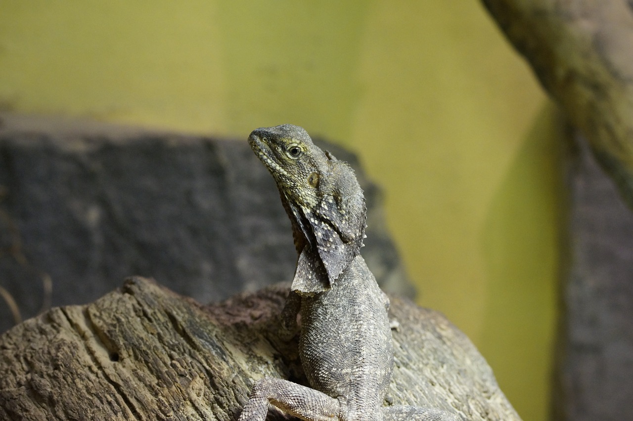 frill necked lizard lizard reptile free photo