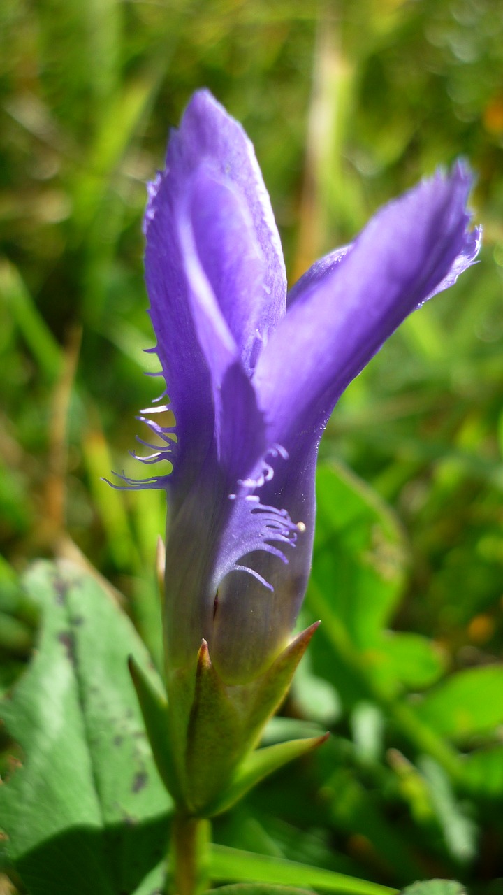 fringed gentian flower blue free photo