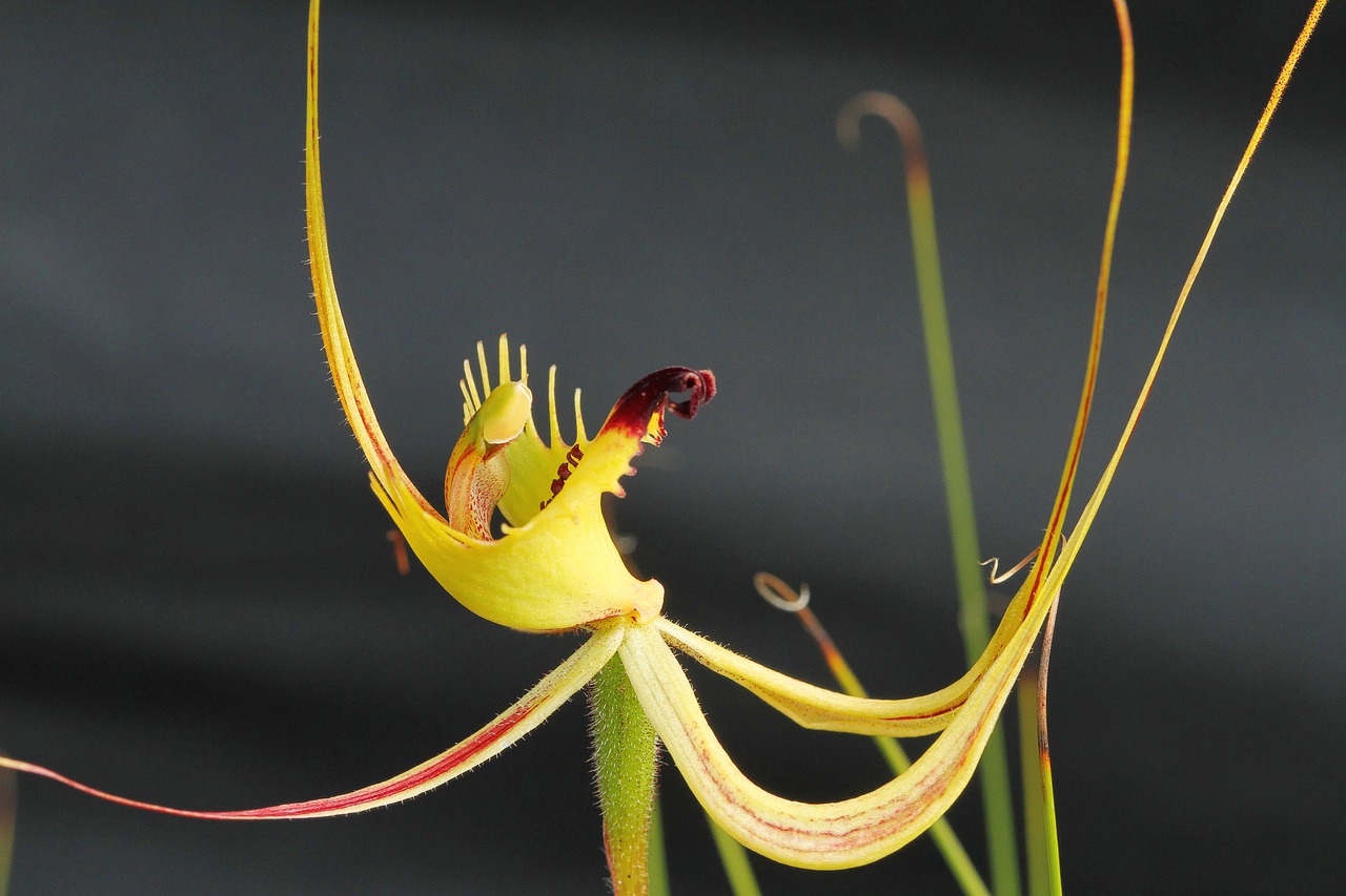 fringed mantis spider  orchid  wildflowers free photo