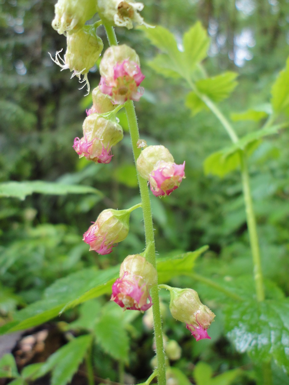 fringercup plant flower free photo