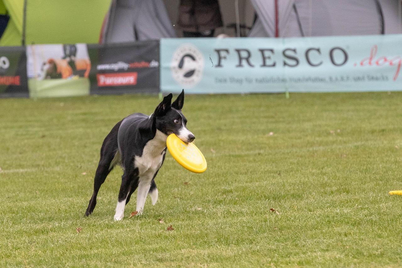 frisbee  dogfrisbee  dog free photo