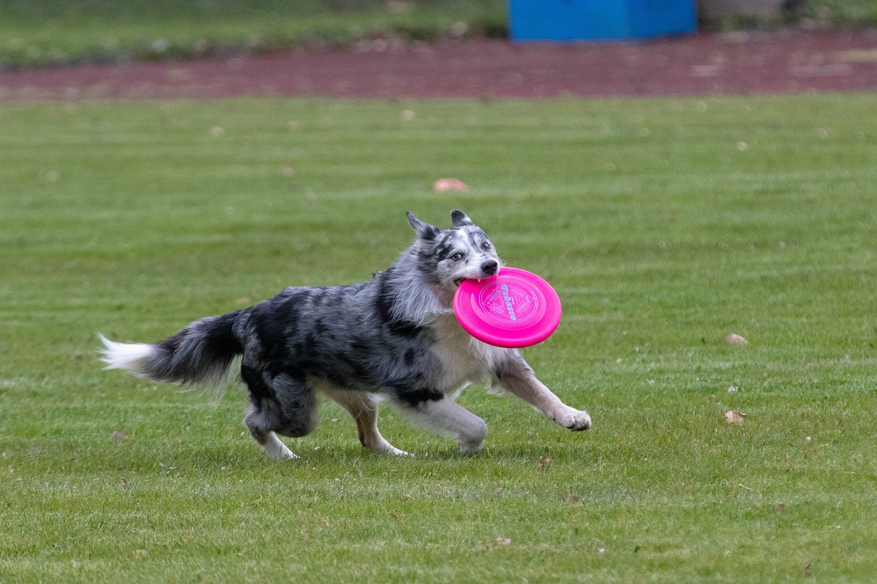 frisbee  dogfrisbee  dog free photo