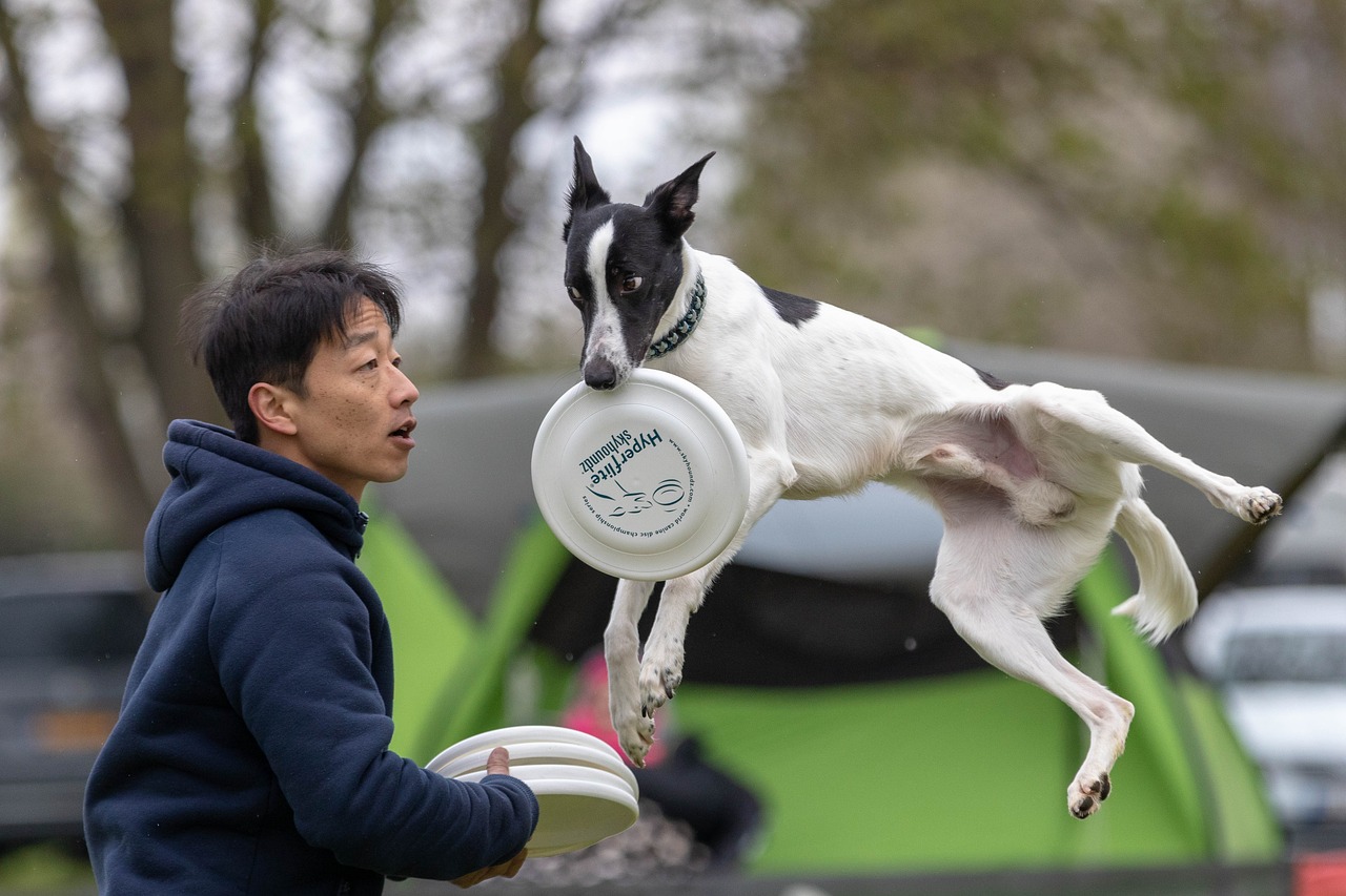 frisbee  dogfrisbee  dog free photo