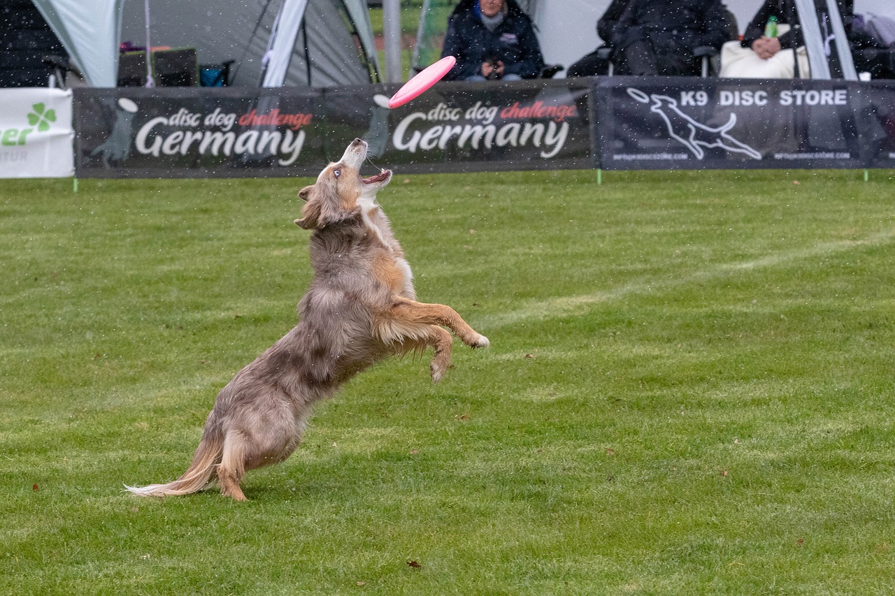 frisbee  dogfrisbee  dog free photo