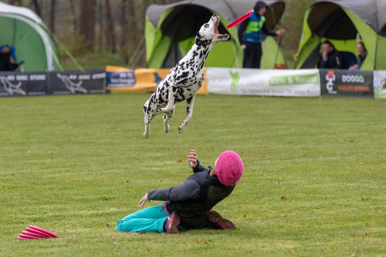 frisbee  dogfrisbee  dog free photo