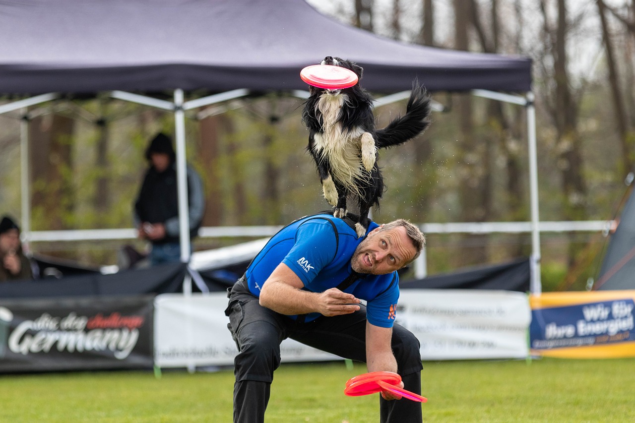 frisbee  dogfrisbee  disc mastiffs free photo