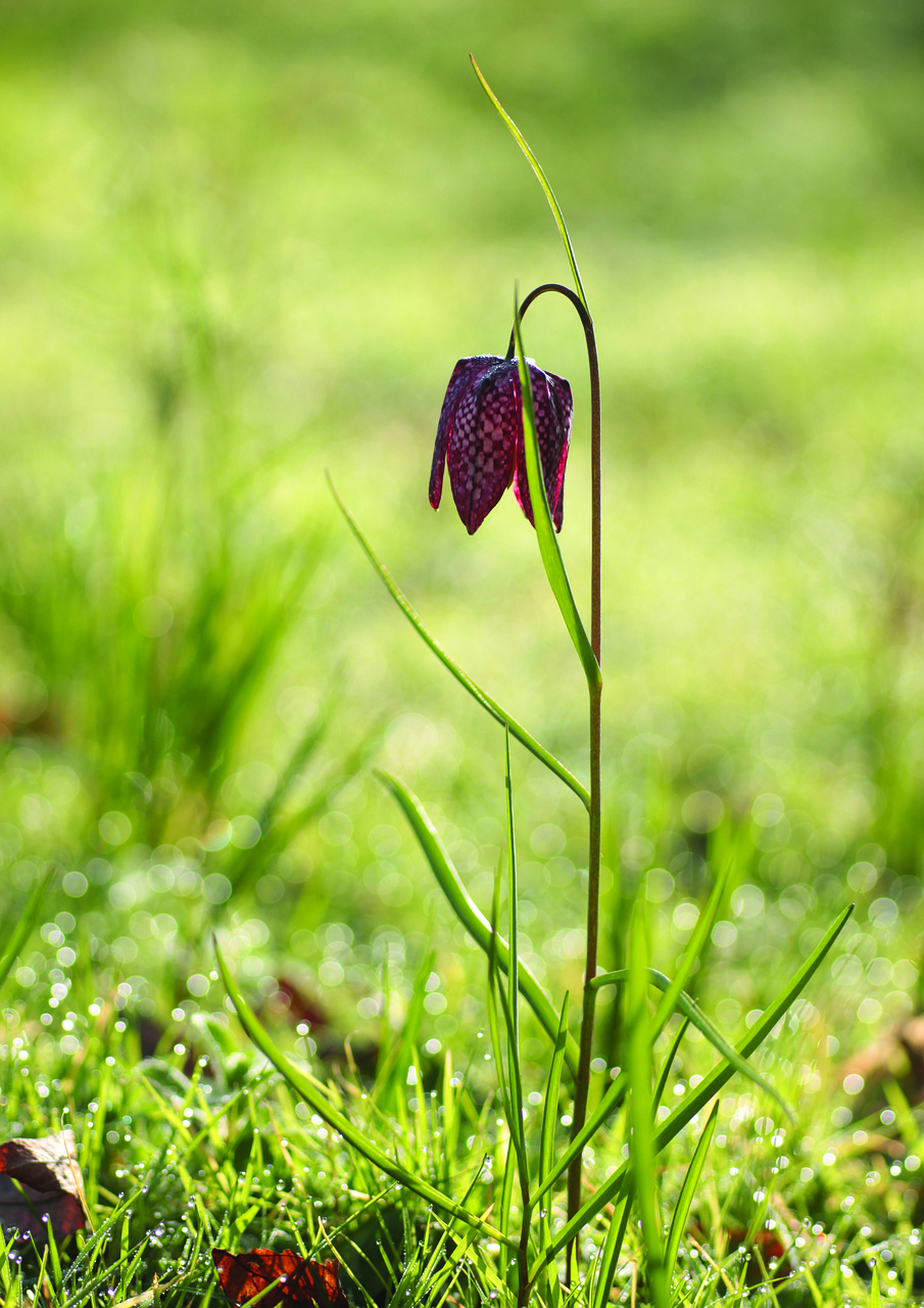 fritilaria  meadow  morning free photo