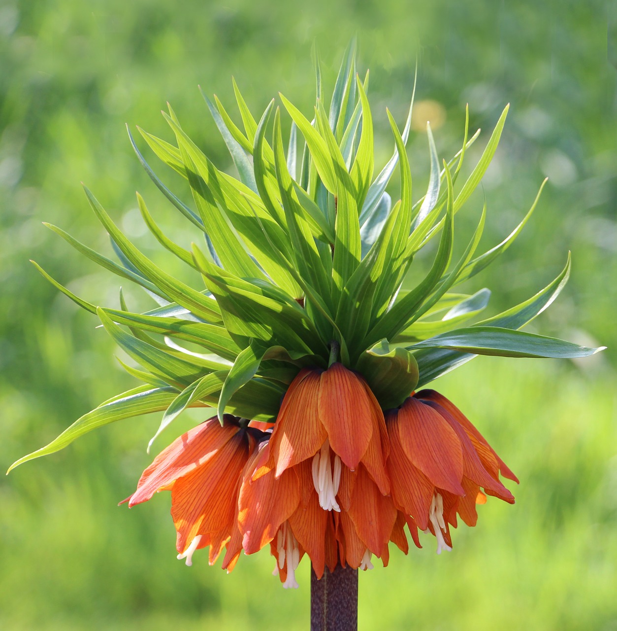 fritillaria fritillaria aurora flower free photo