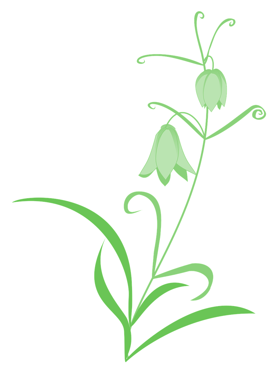 fritillaria lily green free photo