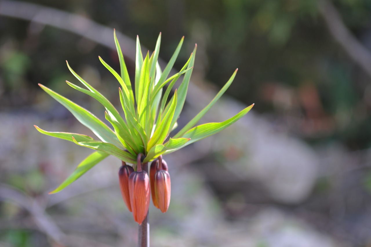 fritillaria  the imperial state crown  flower free photo