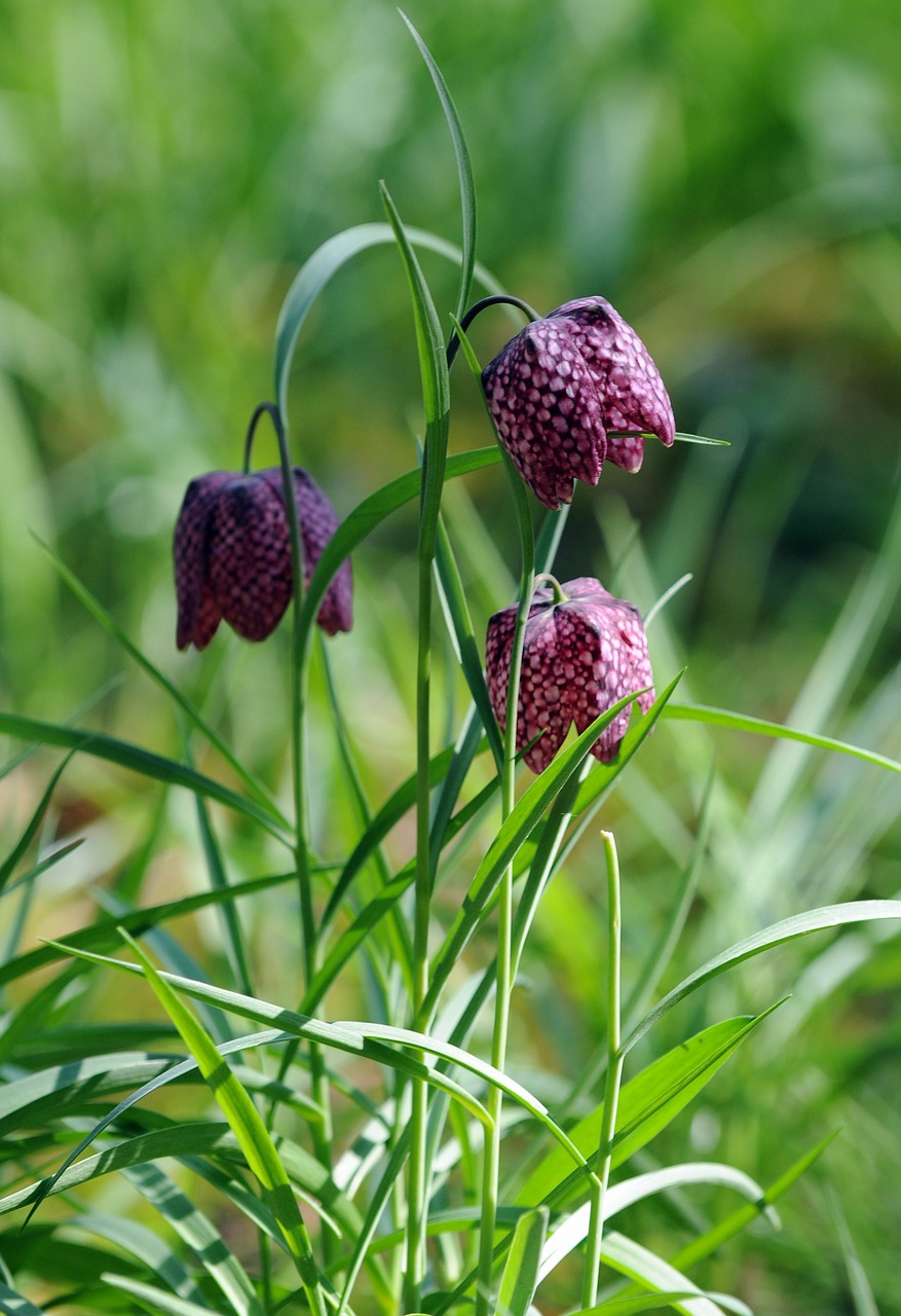 fritillaria guinea fowl flower garden free photo