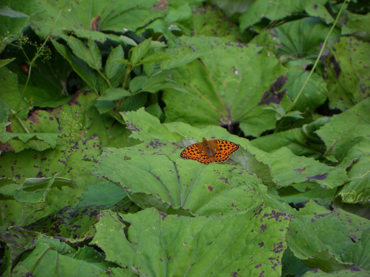 fritillary butterfly orange free photo