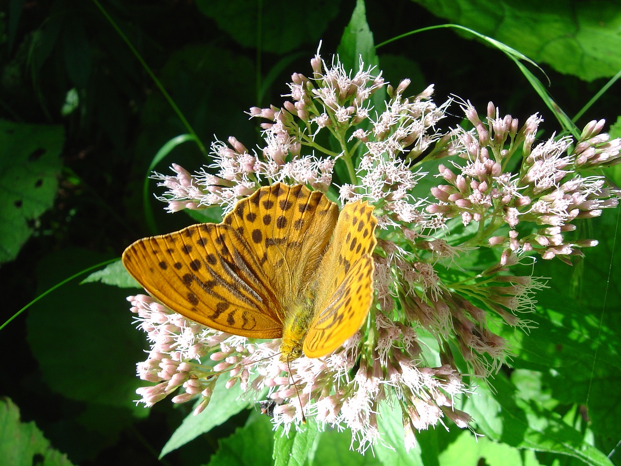 fritillary butterfly german butterfly free photo