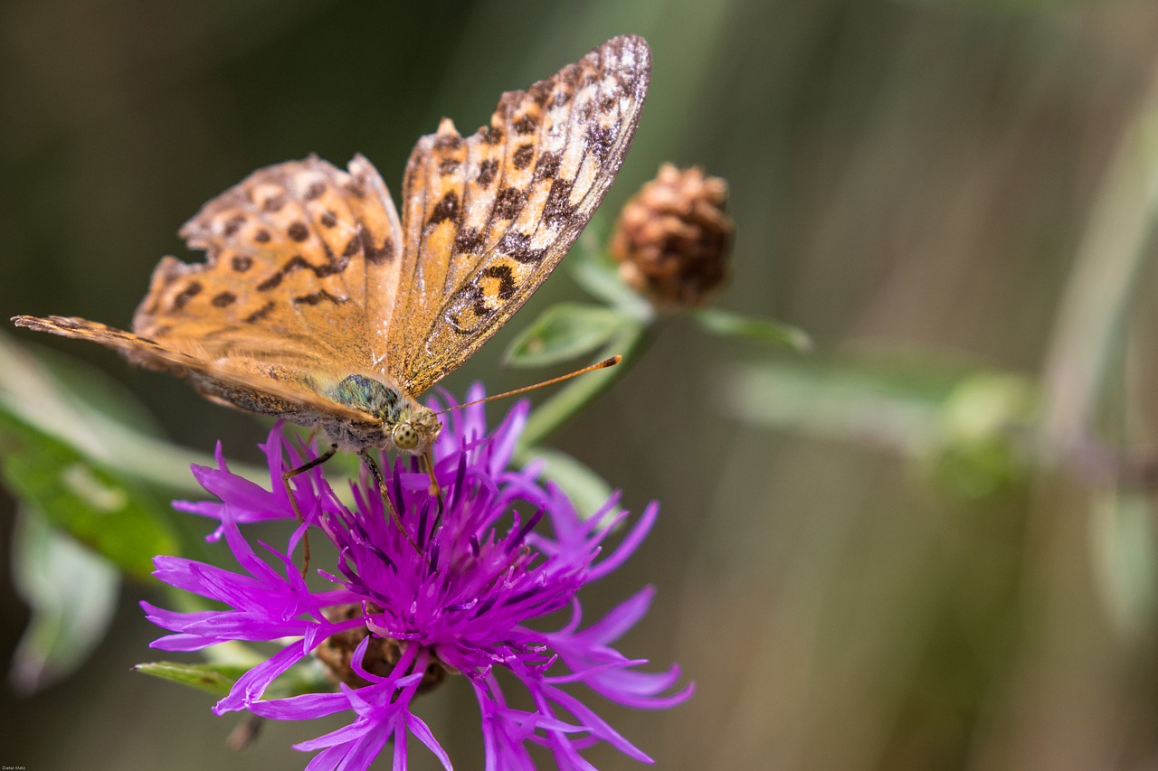 fritillary wild flower butterfly free photo