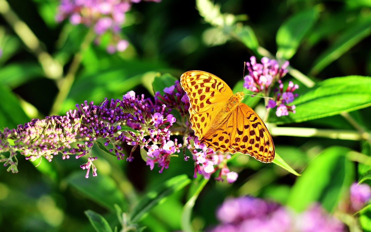 fritillary  butterfly  insect free photo