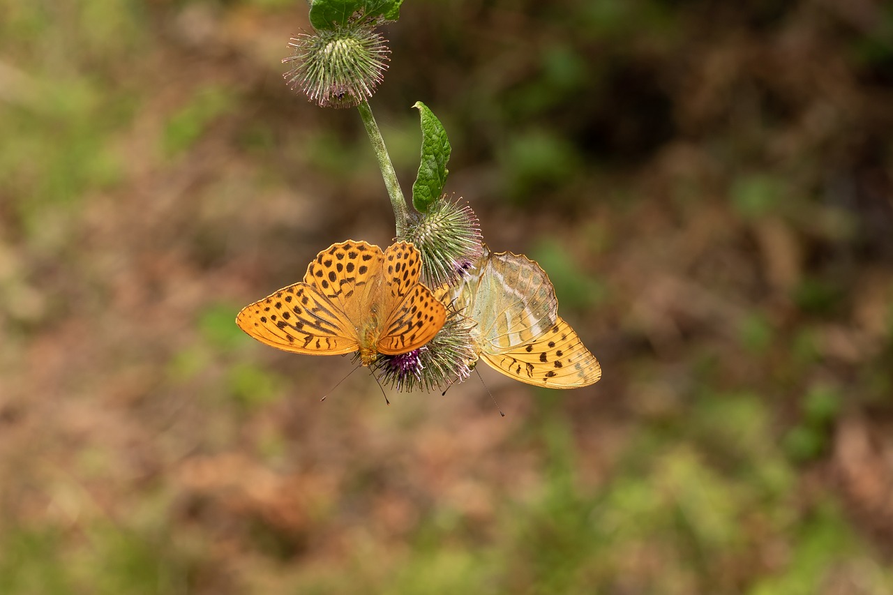 fritillary  blossom  bloom free photo