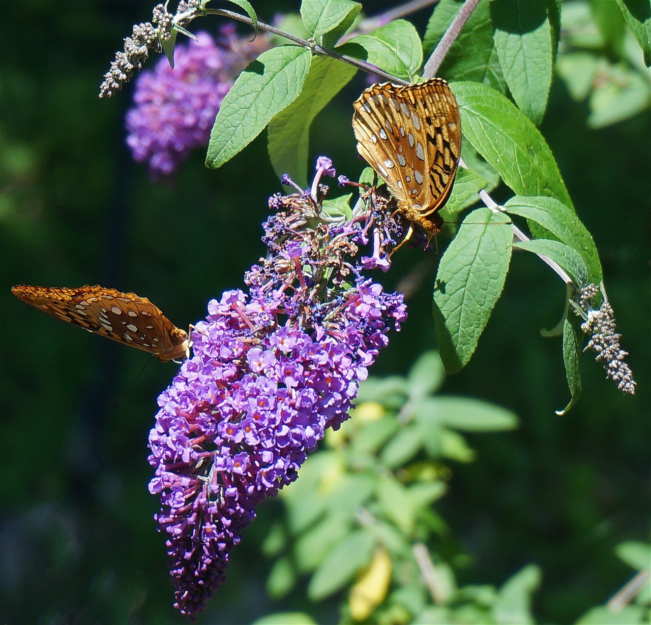 fritillary butterfly butterfly nature free photo