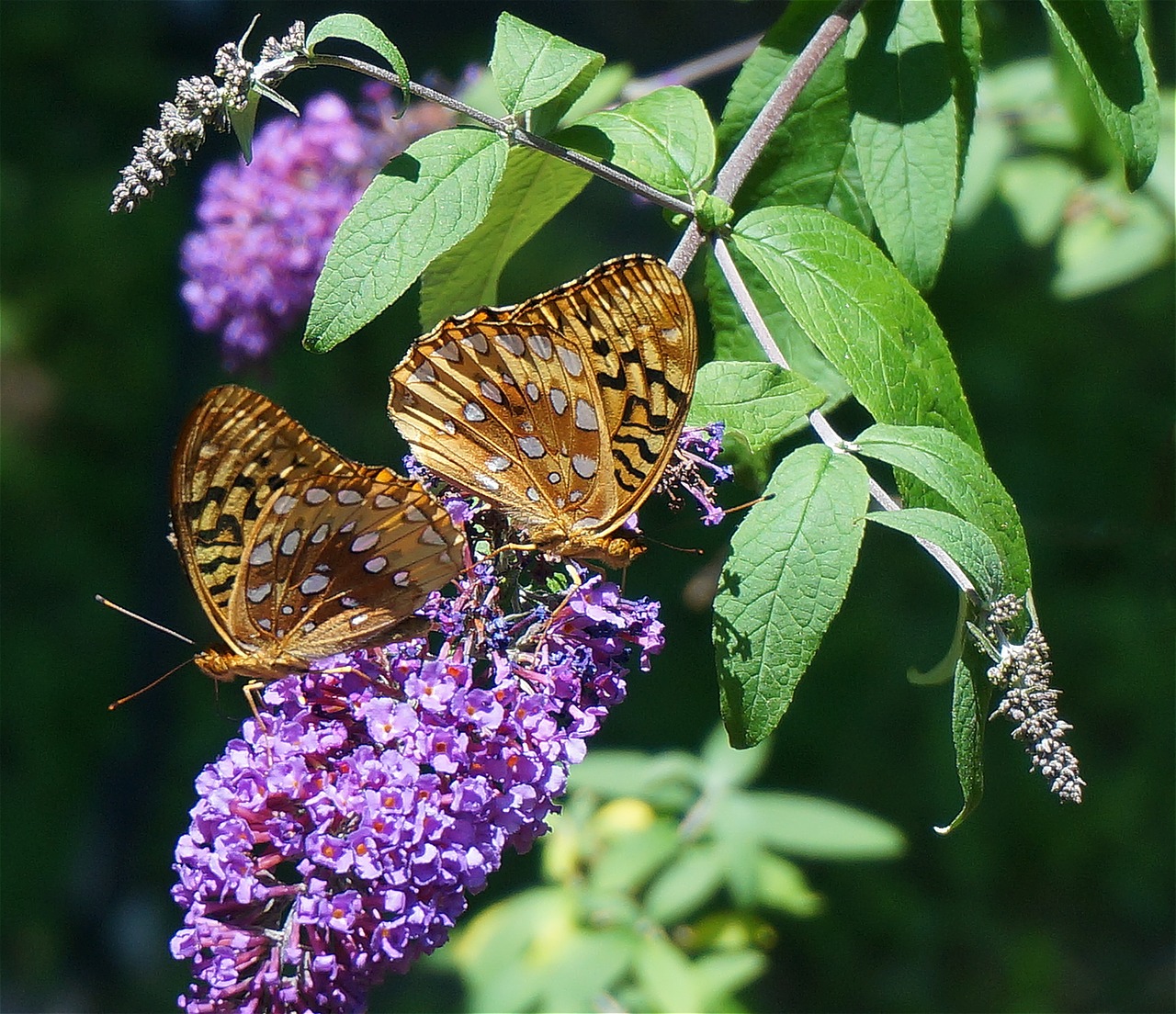 fritillary butterfly butterfly nature free photo