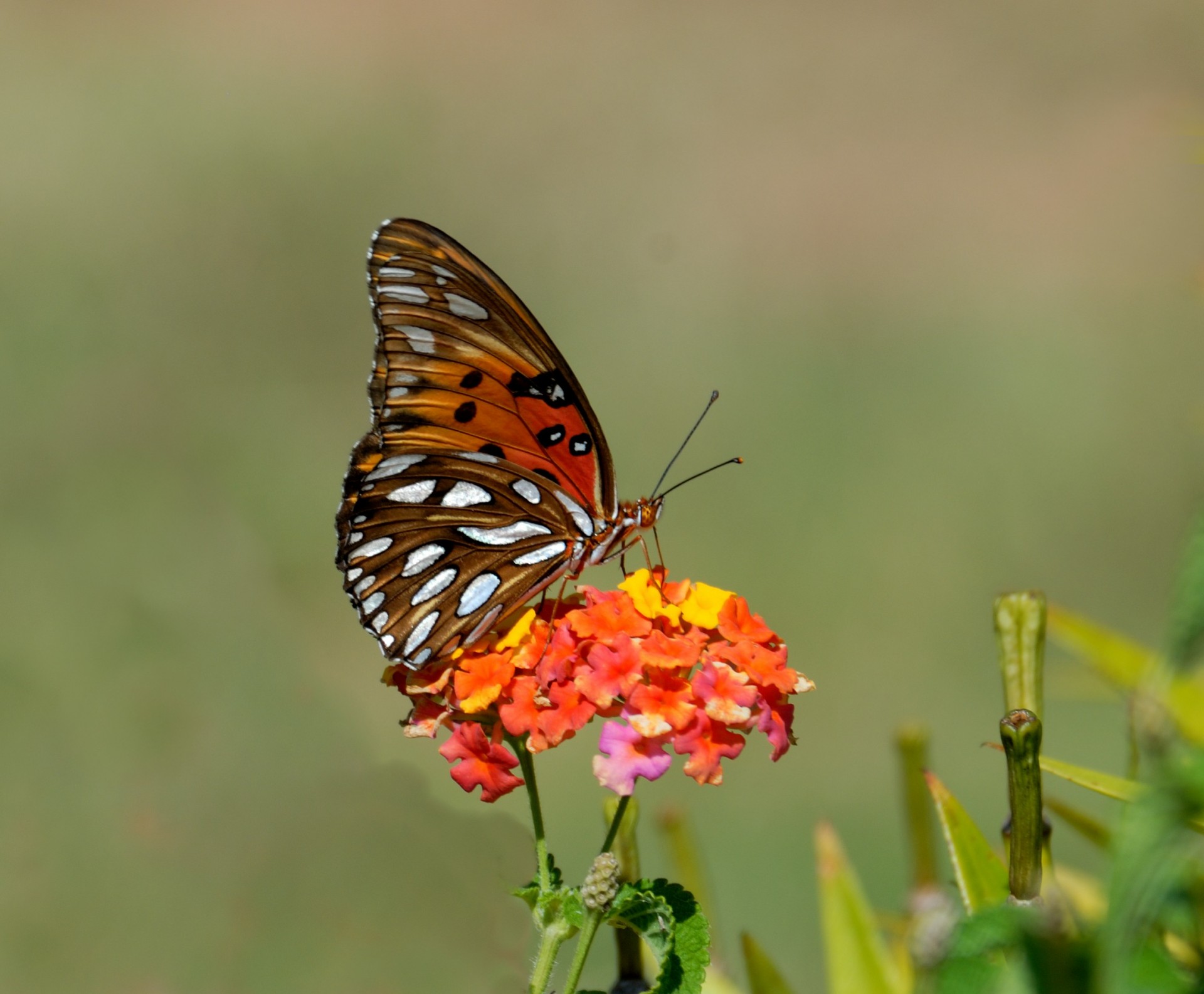 fritillary butterfly butterfly insect free photo