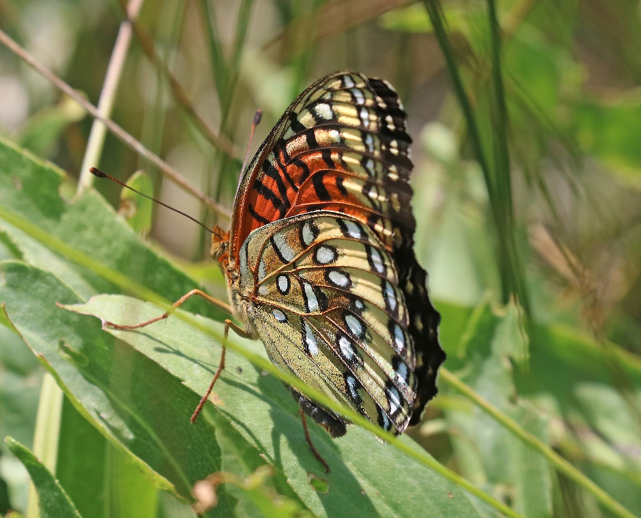 fritillary nokomis butterfly plant free photo