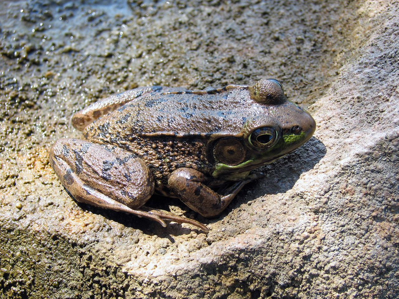 frog amphibian rock free photo