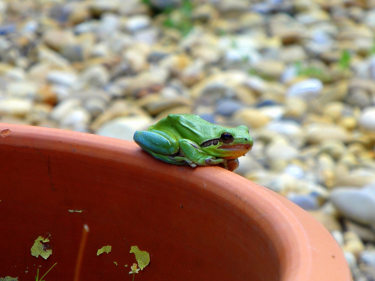 frog green frog amphibian free photo