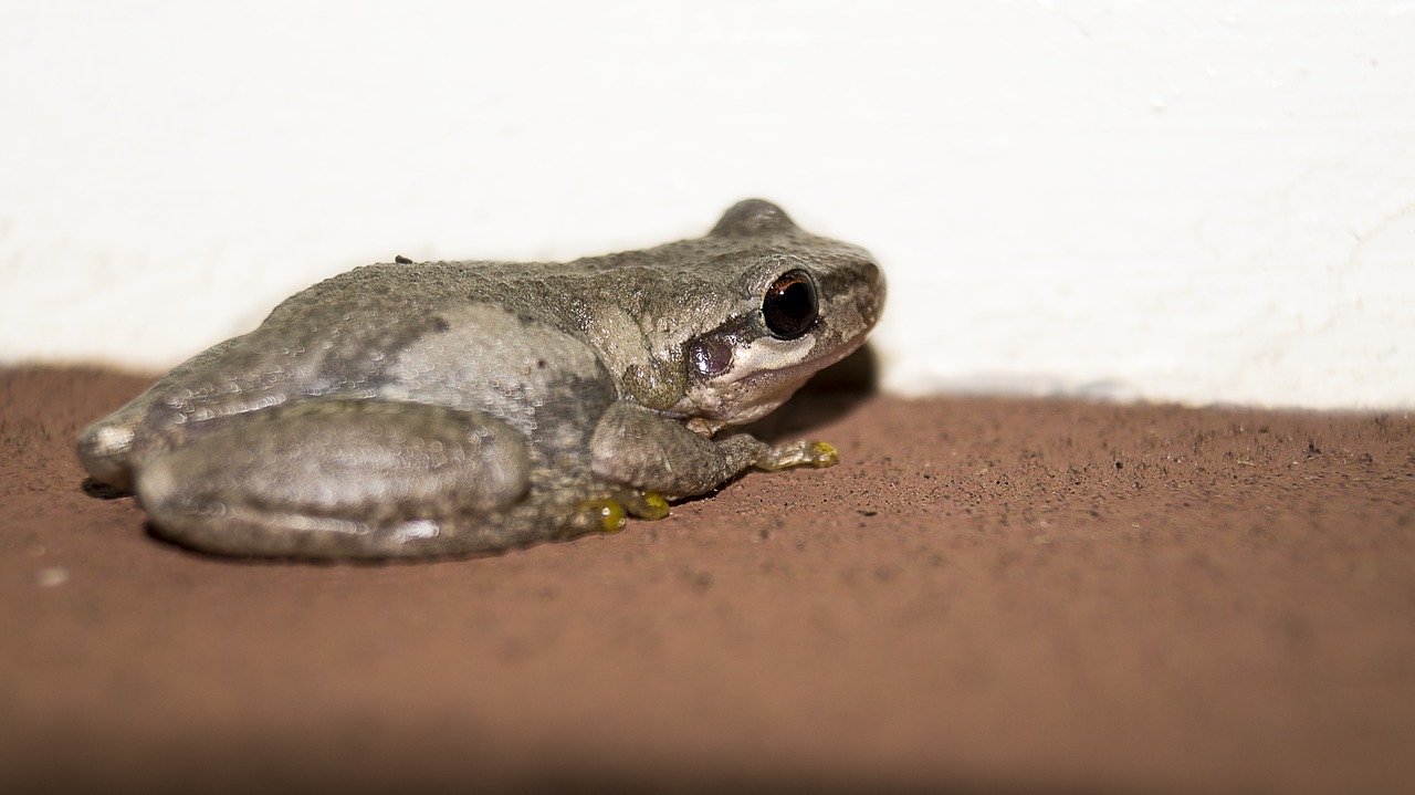 frog toad animal free photo