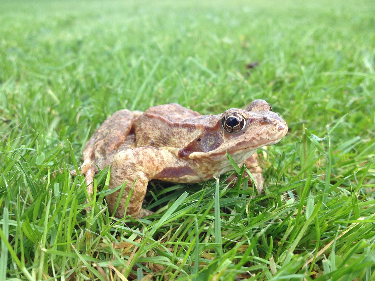 frog toad grass free photo