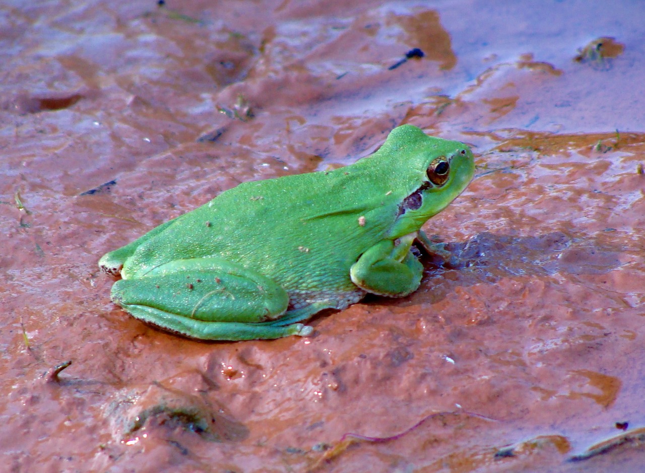 frog green amphibians free photo