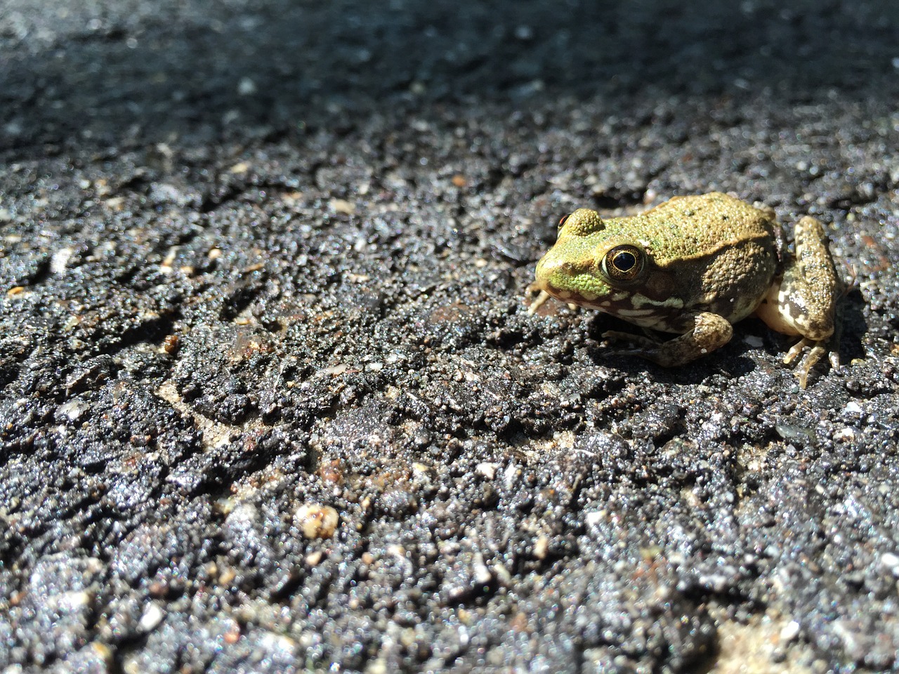 frog green nature free photo