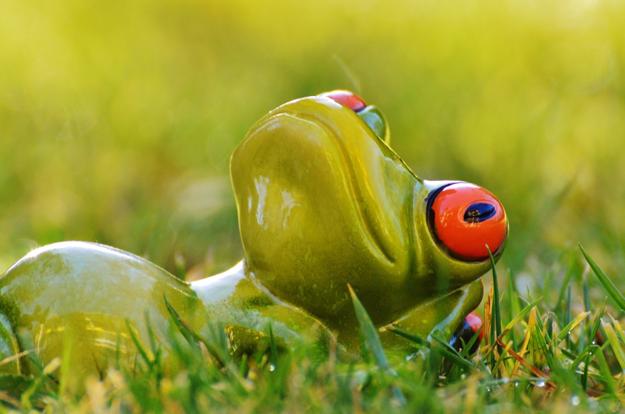 frog meadow relaxed free photo