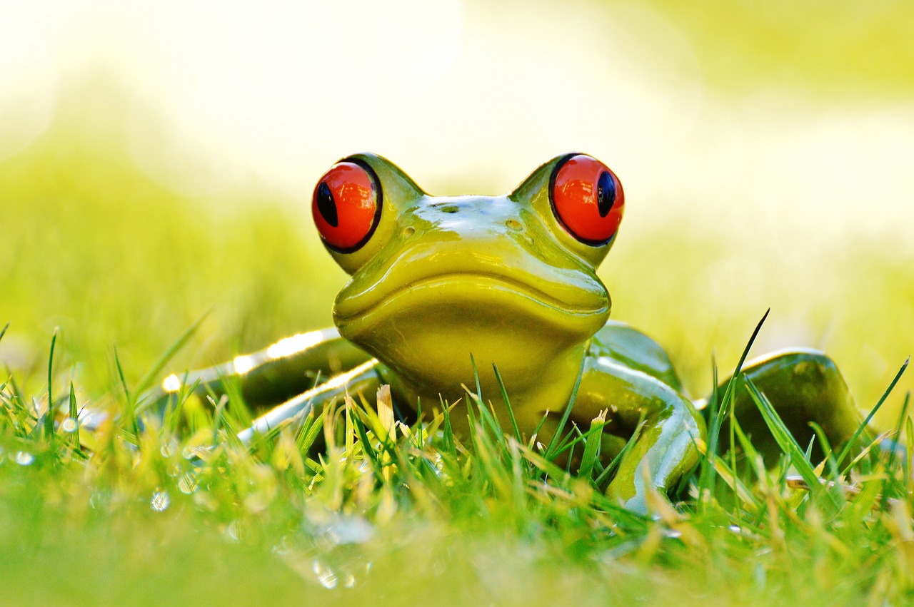 frog meadow figure free photo