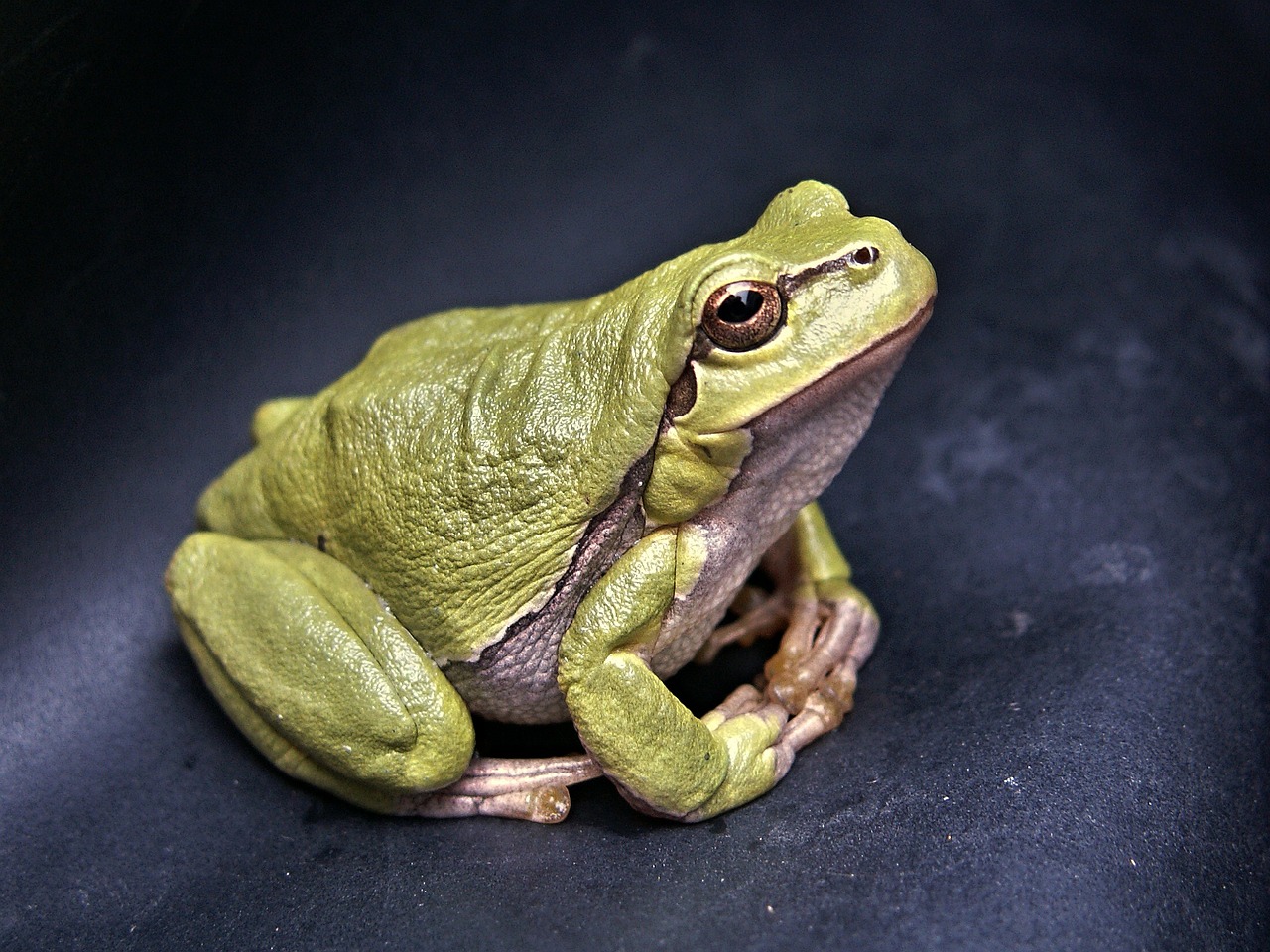 frog macro amphibian free photo