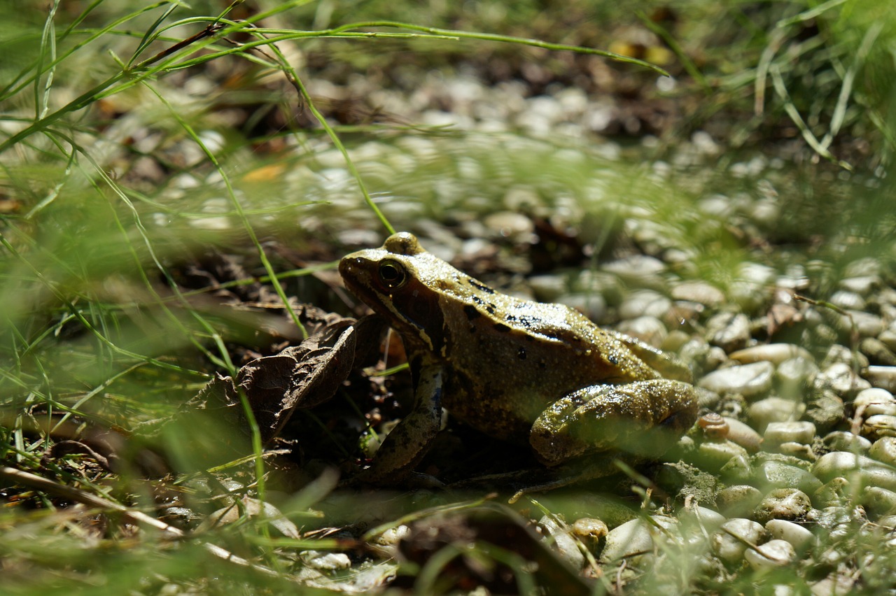 frog garden plants free photo