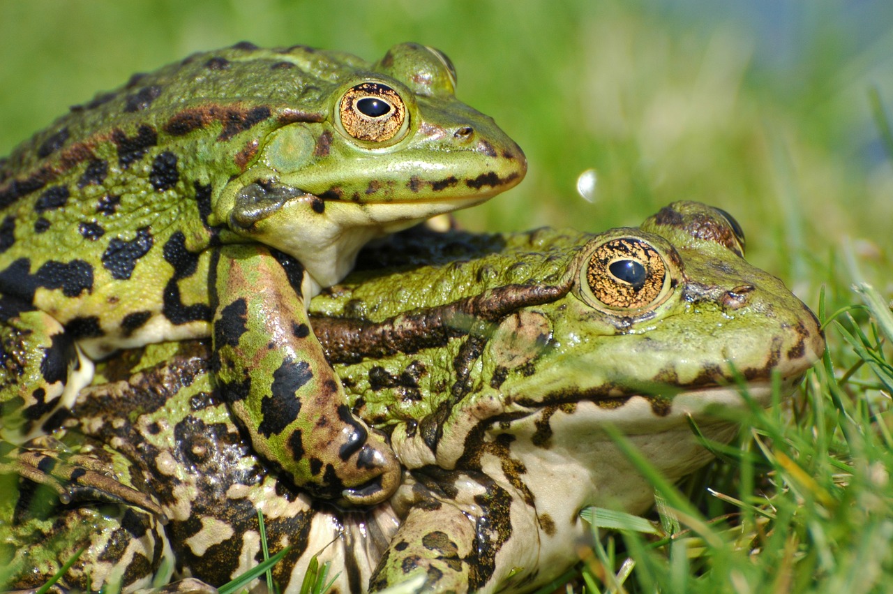 frog toad animal free photo