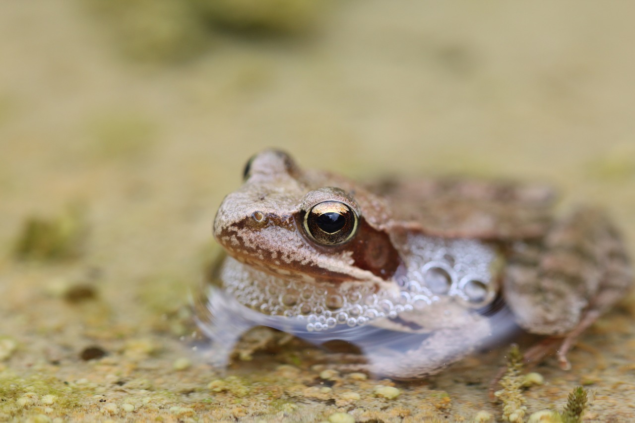 frog water brown free photo