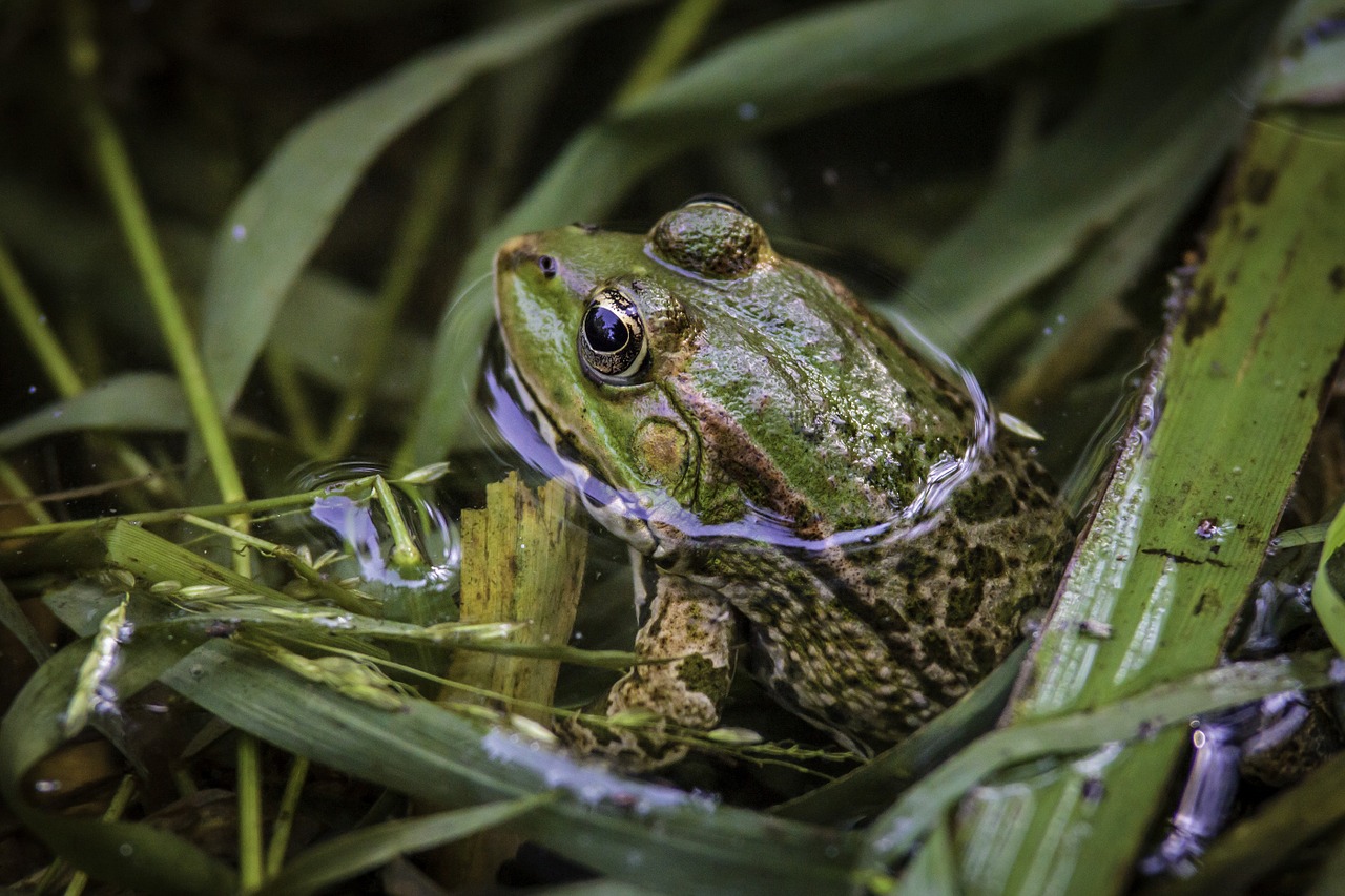 frog portrait green free photo