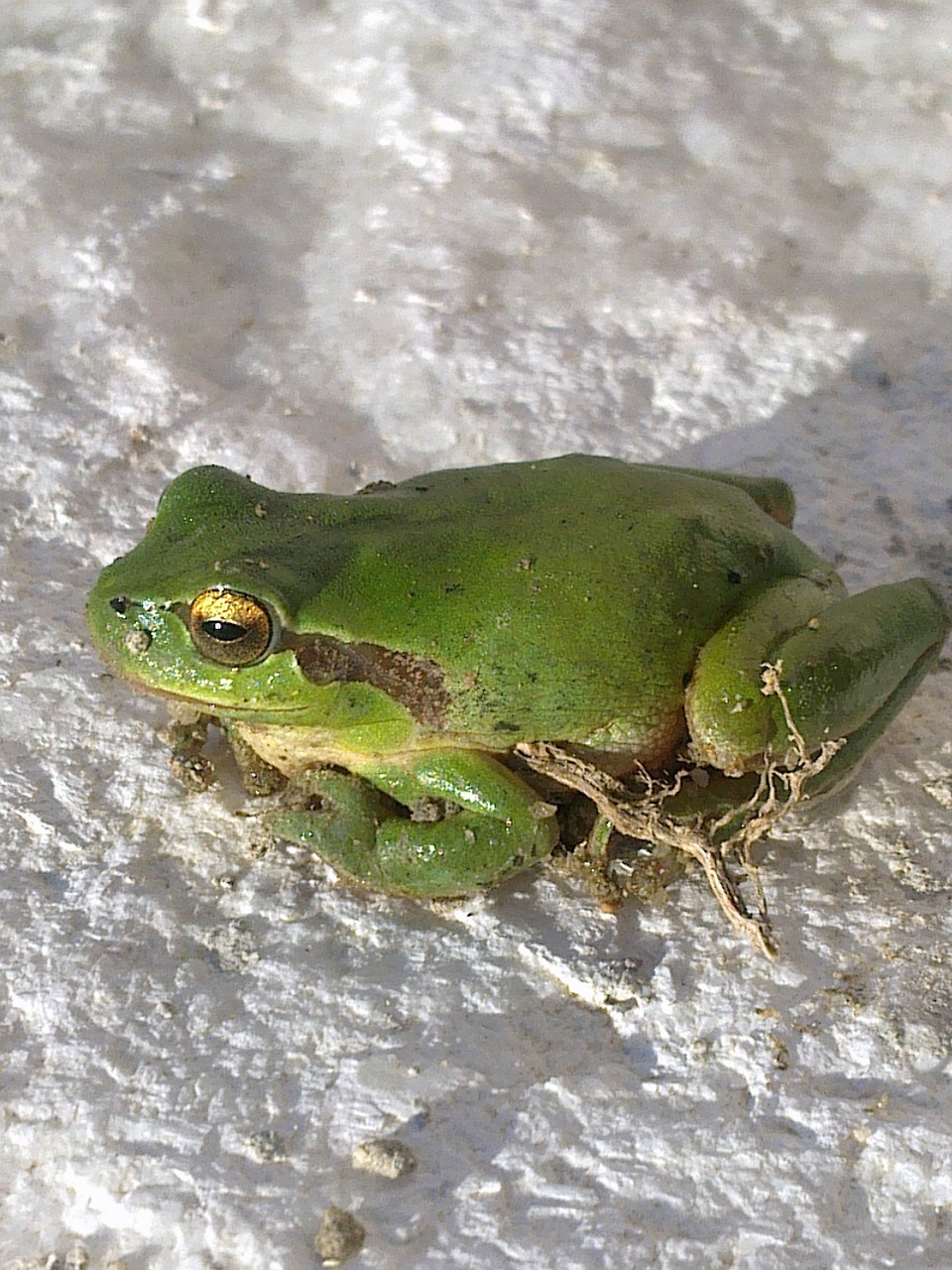 frog green animals free photo