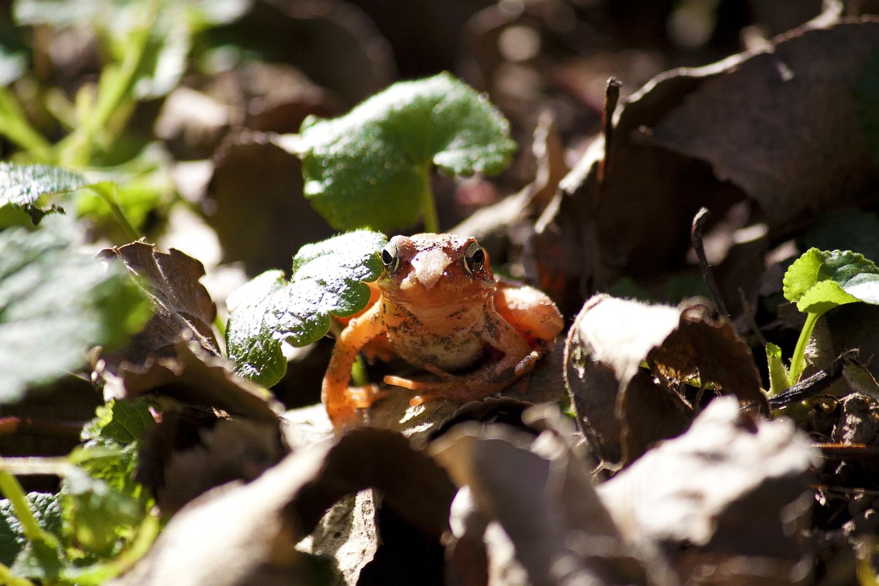 frog animal orange free photo