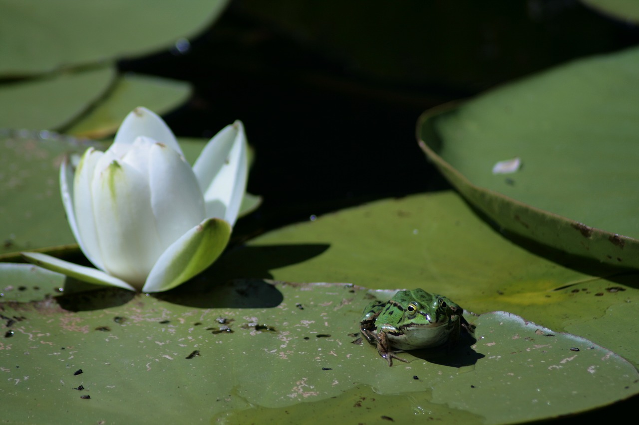 frog lotus green free photo