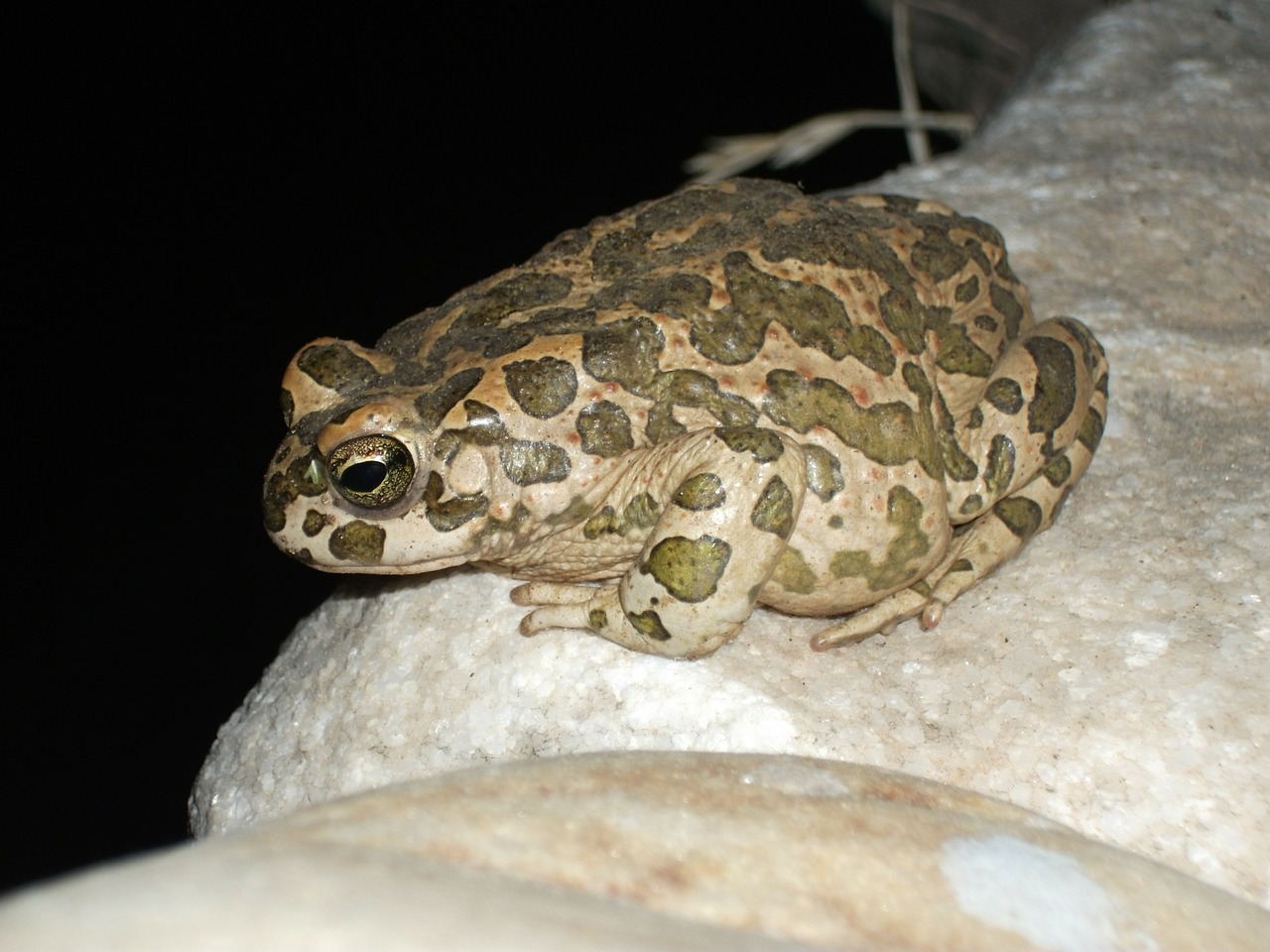 frog animal night free photo