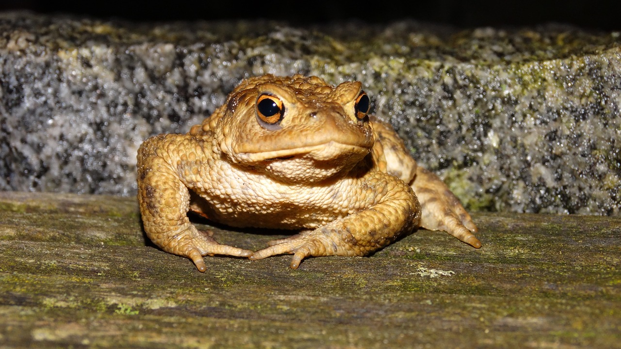 frog at night wood floor free photo