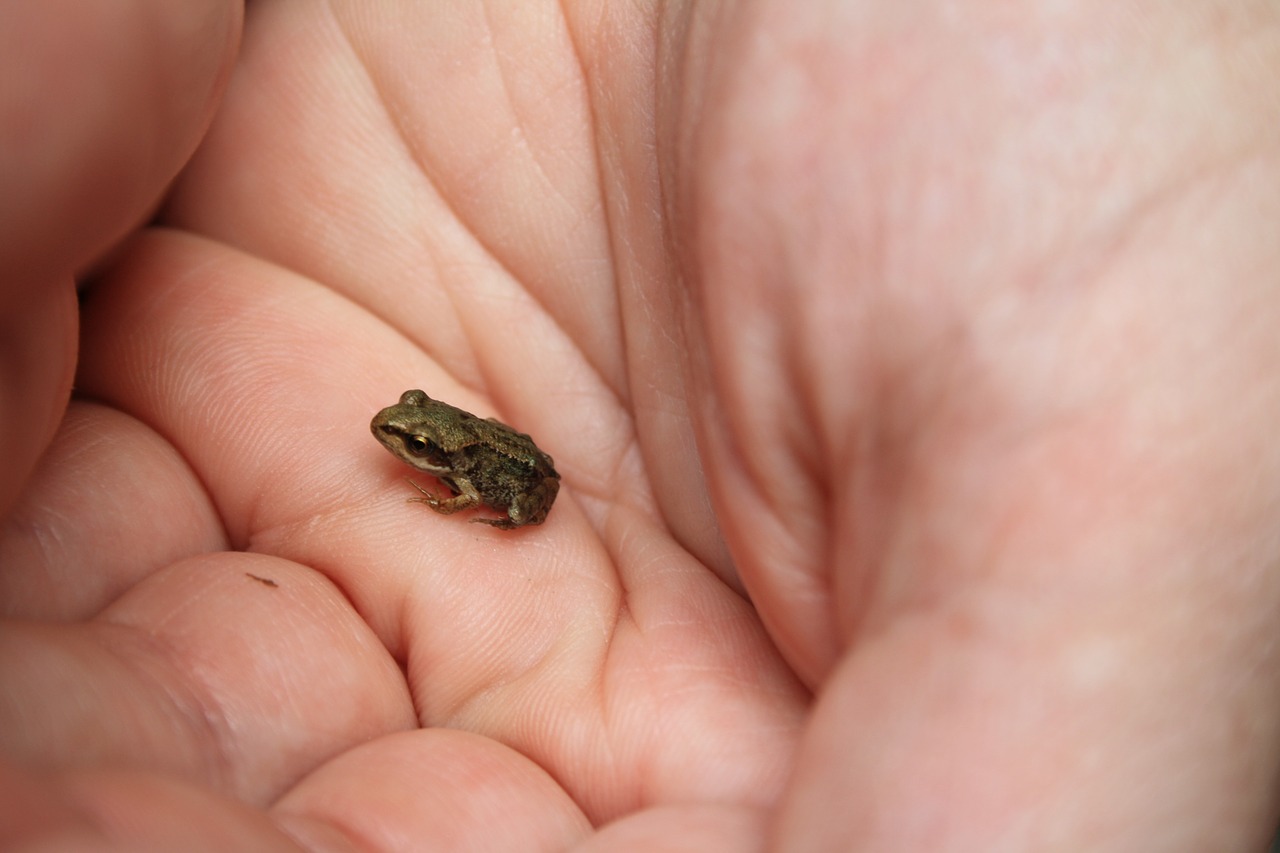 frog tree frog small free photo