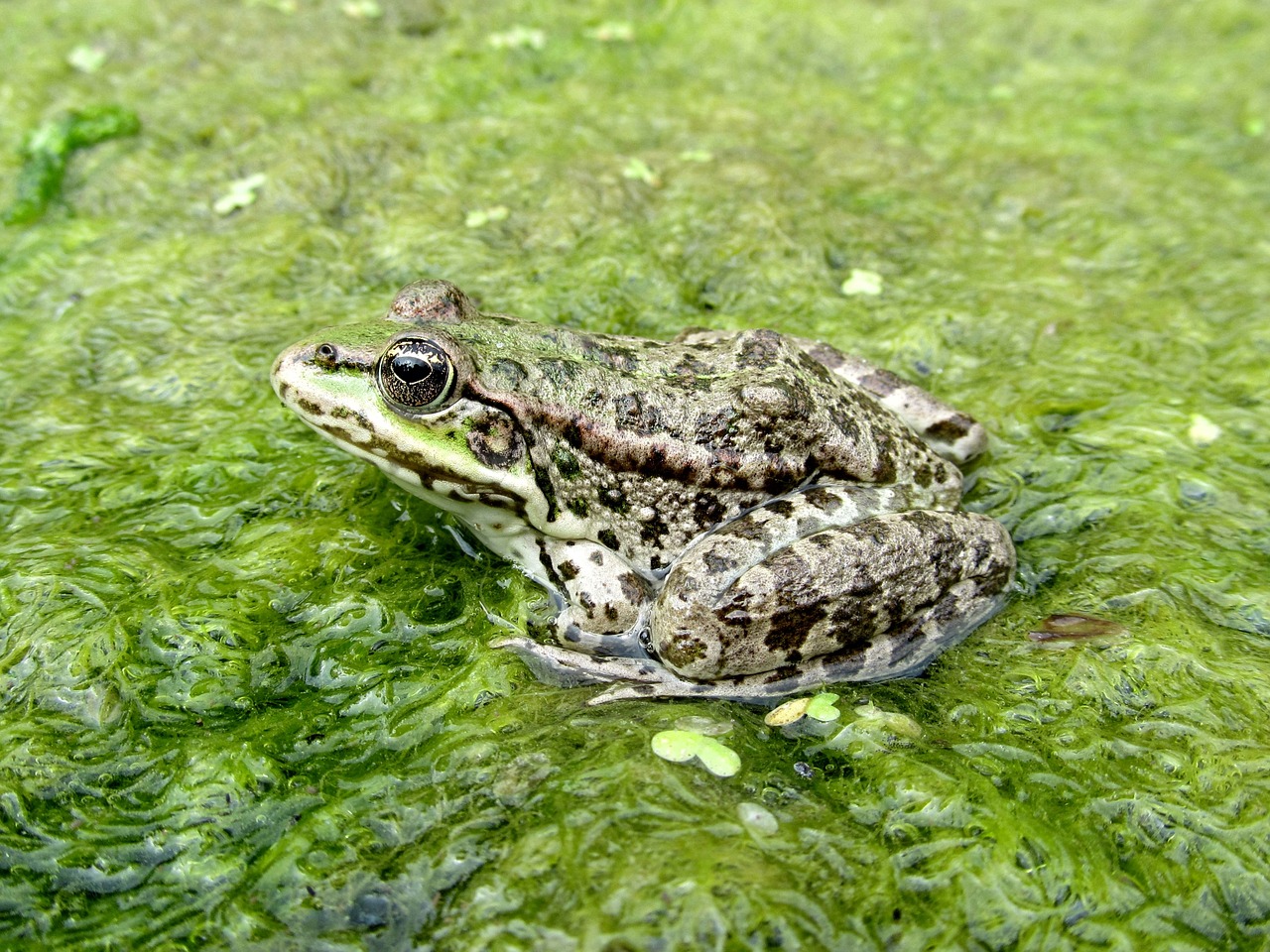 frog amphibian free pictures free photo
