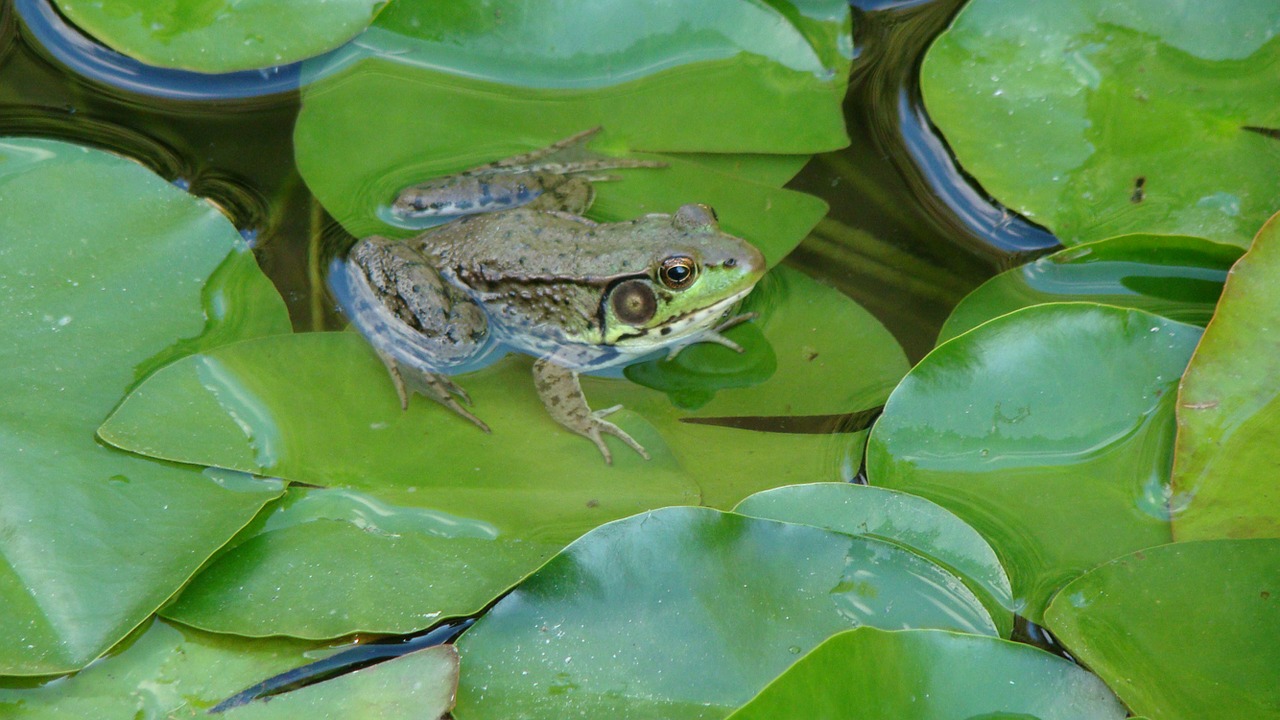 frog toad bullfrog free photo